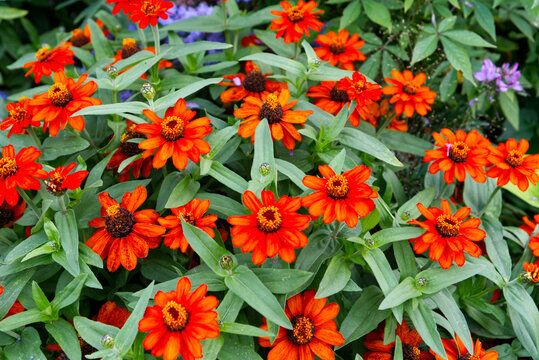 Vibrant orange zinnia flowers in the garden