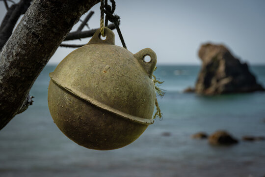 Fishing net float hanging from a tree