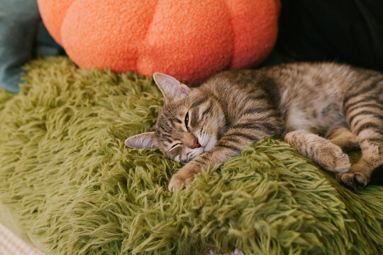 Curious tabby cat with vibrant green eyes, relaxing and enjoying warm sunbeams on a soft chair. The concept of home comfort, renovation, rental and sale of apartments and houses