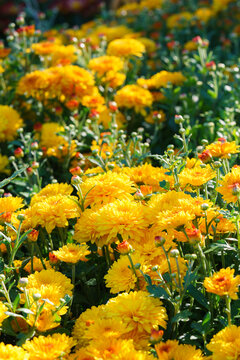 Bright yellow pompon chrysanthemum flowers in full bloom creating vibrant floral background. Closeup of colorful autumn blossoms growing in a garden, seasonal fall decorative plant breeding