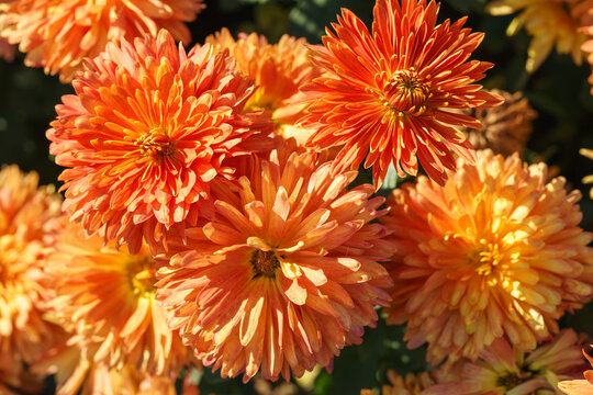 Orange double chrysanthemum, garden mum flowers and unopened buds blooming in a sunny autumn garden. Beautiful seasonal floral landscape in botanical park. Plant breding, gardening, cultivation