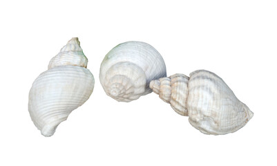 Three seashells, twisted and white isolated © mtv2021
