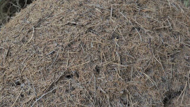 Anthill on Forest Floor with Ants Moving &ndash; Late Summer