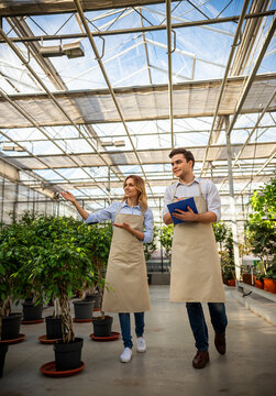 Greenhouse Gardeners Inspecting Plants.