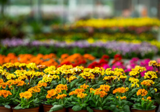Colorful Primrose Flower Display.