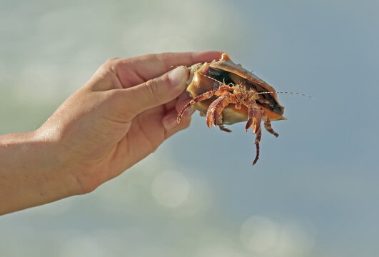 Close-up of a Giant Hermit Crab (Petrochirus diogenes) held in a hand with a blurred seaside background, Florida marine life