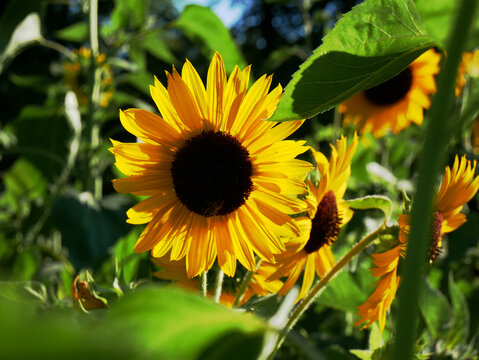 A close-up shot of a sunflower in a field with other sunflowers blurred in the background.