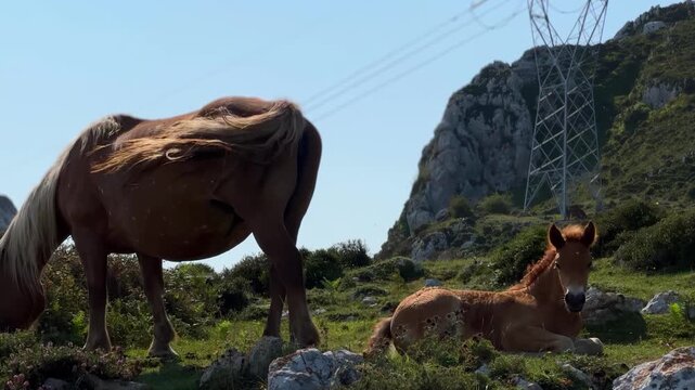Charming video capture of brown horses resting and grazing on a lush green mountain pasture under a clear blue sky, featuring a foal lying down and an adult horse standing nearby in a scenic natural l