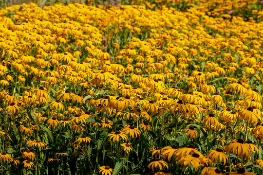 Selective focus of golden yellow flowers in garden, Rudbeckia fulgida the orange coneflower or perennial coneflower is a species of flowering plant in the family Asteraceae, Natural floral background.