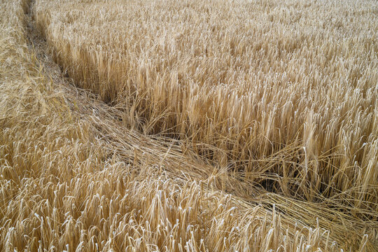 Narrow trail winding through a golden barley field during the harvest season in Craigellachie, Moray, Scotland under soft natural daylight