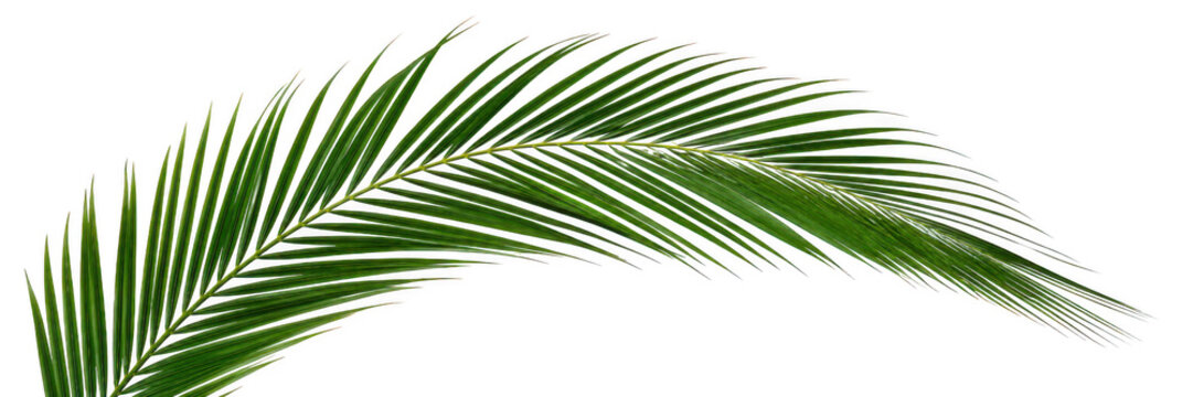 Single palm frond isolated against a bright background with natural lighting
