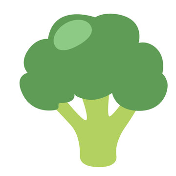 Fresh green broccoli for healthy diet and cooking vector illustration design element.