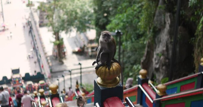 Monkey explores Batu Caves while people enjoy the vibrant surroundings in Malaysia