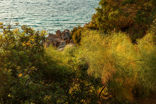 Lush green vegetation growing on a rugged rock formation, meeting the tranquil blue waters of the mediterranean sea
