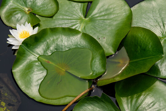 American White Waterlilies floating in a constructed wetland. They are a floating aquatic plant with large, fragrant, white or pink flowers and flat, round, floating leaves with one flower to a stem.