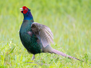 Obraz premium 母衣打ちをして鳴くオスのキジ