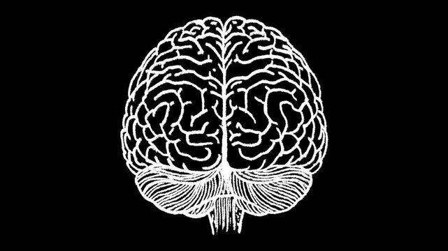 Hand-drawn white chalk human brain back view drawing on alpha 