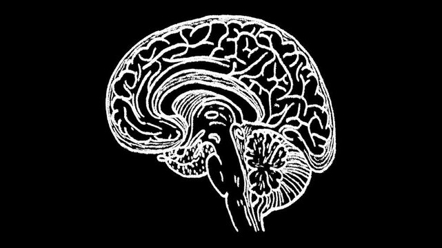Hand-drawn white chalk human brain cross-section drawing on alpha