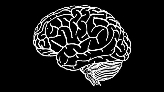 Hand-drawn white chalk human brain side view drawing on alpha 