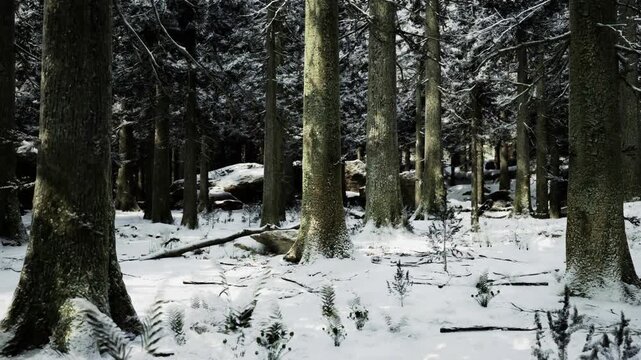 Twilight conifer trunks and snow under low blue light, dense shadow pockets, cold hush and layered branches framing narrow forest corridor.