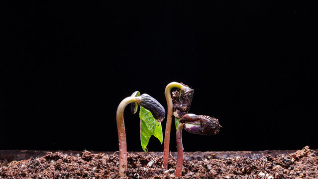 Several young seedlings with green leaves emerge from dark soil against a black background, showing early plant growth.