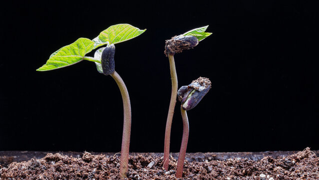 Several young bean seedlings germinate from dark soil, with green leaves emerging against a solid black background.