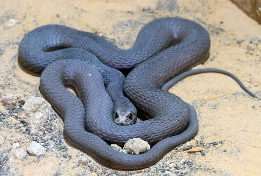Eastern Racers (Coluber constrictor)
