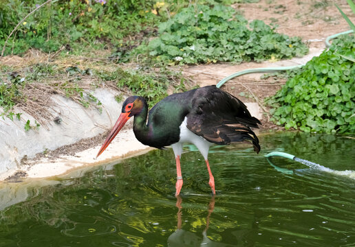 Black Stork (Ciconia nigra)