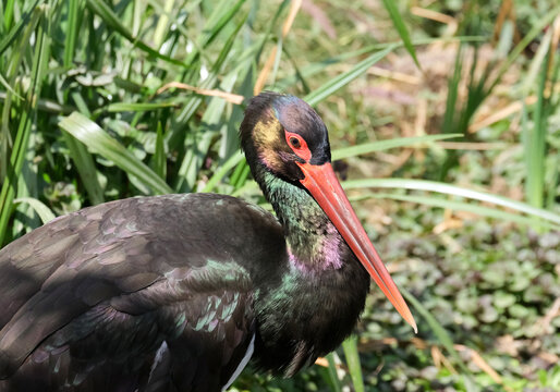 Black Stork (Ciconia nigra) in the Midbarium (former Negev Zoo)