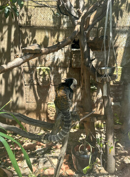 Smallest species of monkey pygmy marmoset (Cebuella pygmaea)