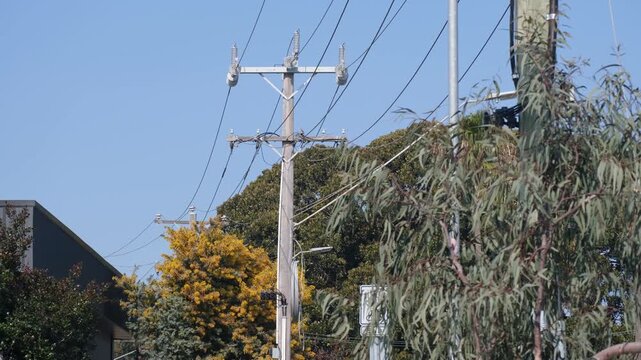 Timber utility poles with overhead power lines, crossarms, and glass insulators above eucalyptus&nbsp;trees&nbsp;under sky in Werribee, Victoria, Australia. Public utility infrastructure, power distribution.