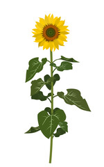 Fototapeta premium Detailed blooming sunflower plant with modular green stem and leaves vector illustration