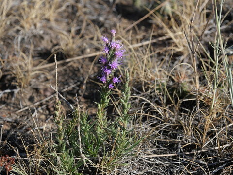 Dotted Blazing Star (Liatris punctata) Blooming in Late Summer, Colorado