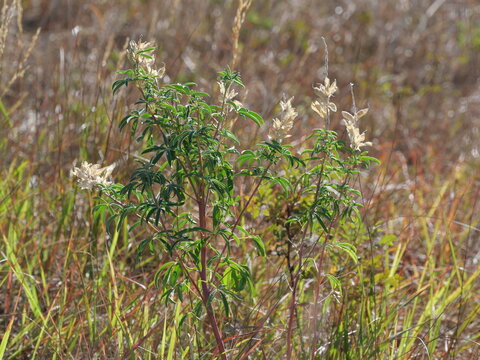 Silvery Lupine (Lupinus argenteus) with Mature Seed Pods in Late Summer, Colorado