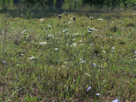 Wild Carrot (Daucus carota) Flowers and Developing Seed Heads in Colorado