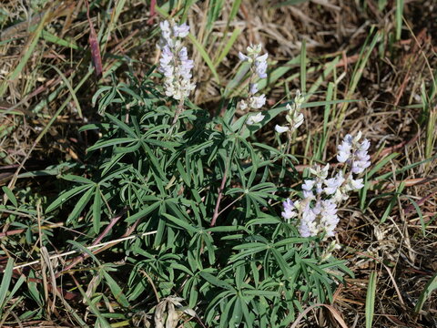 Small Silvery Lupine (Lupinus argenteus) Blooming in Colorado Grassland