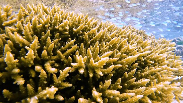 Tiny blue fish swimming above branching coral in shallow water at Heron Island on the Great Barrier Reef, Australia.