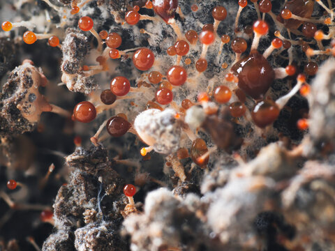Macro View of Orange slime mold or Trichia decipiens