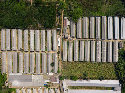 Aerial view of modern closed-house chicken farm buildings with rows of long, narrow structures arranged in a grid pattern surrounded by lush green vegetation in Malang, East Java, Indonesia.