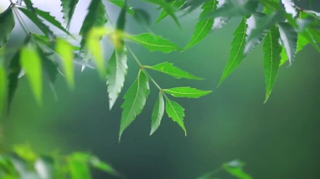 Light green, serrated-edged leaves (neem leaves) swaying gently in the breeze against a blurred green background (bokeh). Natural lighting creates a fresh, serene, and natural atmosphere.