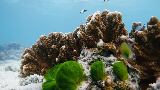 Close-up video of coral and bright green algae with small reef fish swimming around at Heron Island on the Great Barrier Reef, Australia.