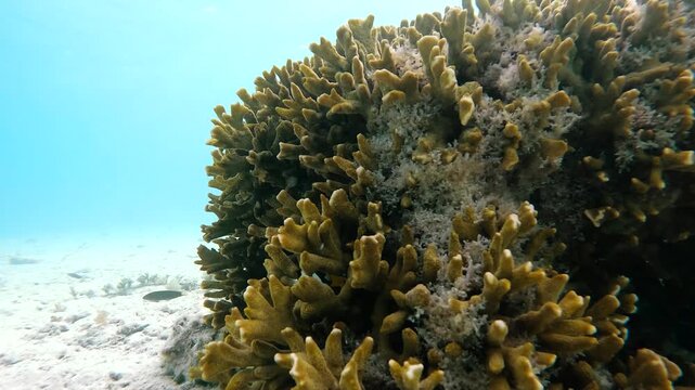 Small reef fish swimming around and sheltering among branching coral at Heron Island on the Great Barrier Reef, Australia.