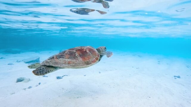 Green sea turtle swimming just below the calm surface in crystal clear shallow water at Heron Island, Great Barrier Reef, Australia.