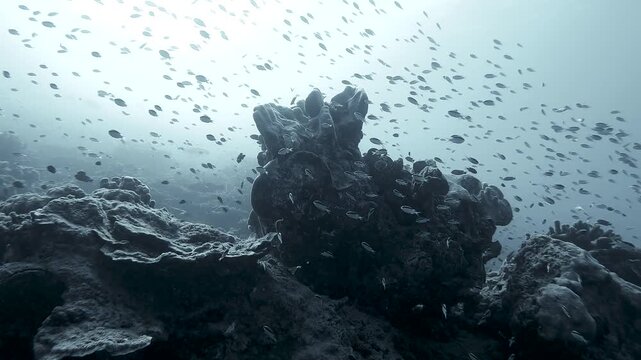 Schools of tropical fish swimming above coral at Heron Island, Great Barrier Reef, Australia, in slow motion with a muted silvery tone.