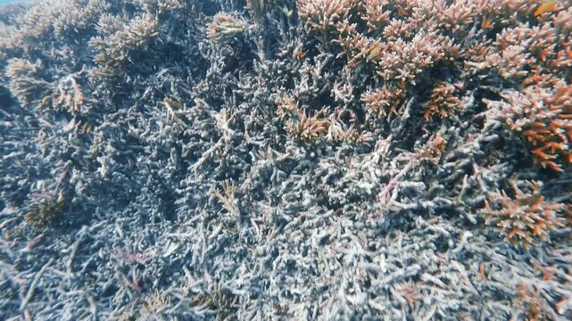 Green sea turtles resting on coral as the camera moves above a reef at Heron Island, Great Barrier Reef, Australia, in slow motion.