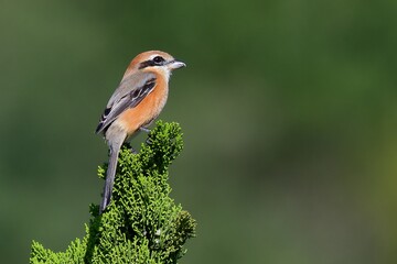 Fototapeta premium 秋告げ鳥、モズ(Bull-headed Shrike)