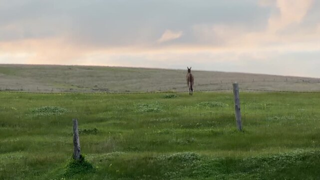 Kangaroo in a paddock hops away from camera at dusk in Australia in 4k footage