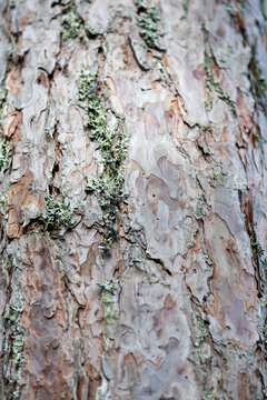 Tree bark with lichen