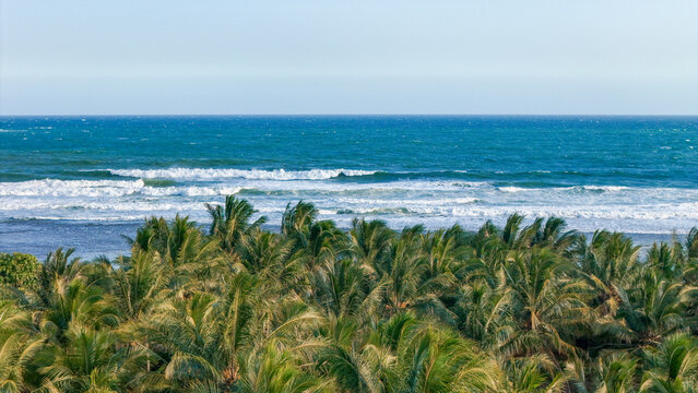 Aerial view of a dense palm tree forest bordering the turquoise ocean with gentle waves breaking on the shore in Indonesia.