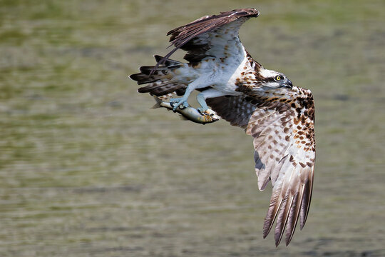 鮎を掴むミサゴ(Osprey)